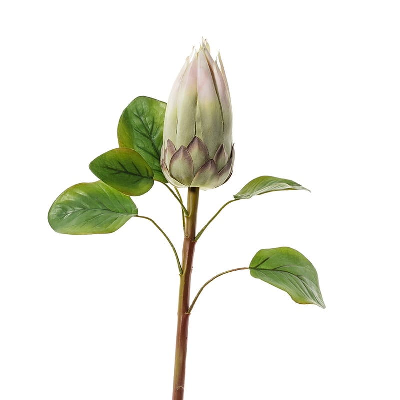 Spring Stems Protea Bud Cream 