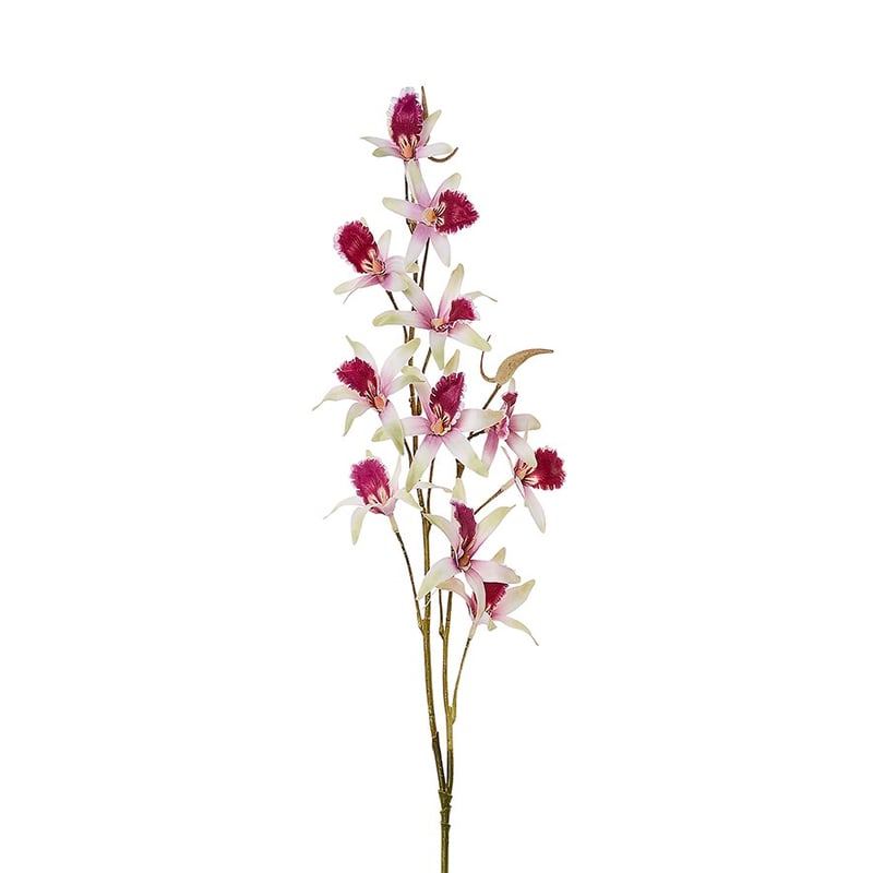 Purple Dendrobium Spring Stems