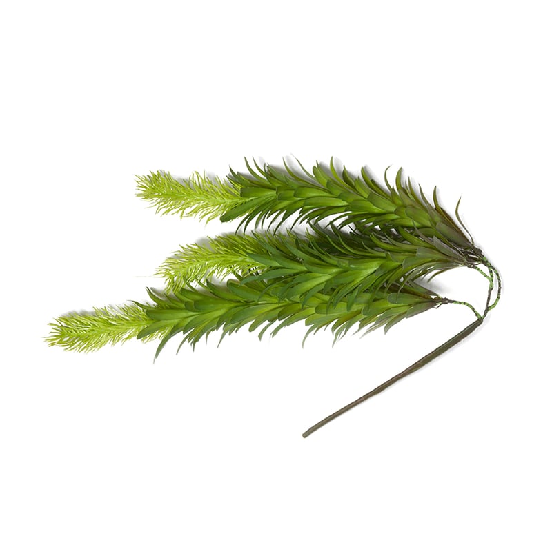 Spring Stems Amazon Hanging