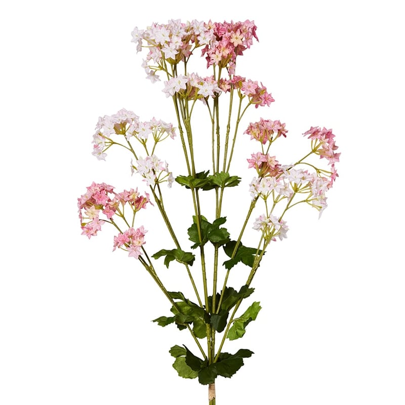 Spring Alchemilla Mollis Pink Stem