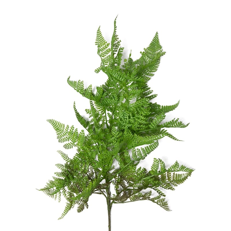 Spring Stems Cosmos Leaf