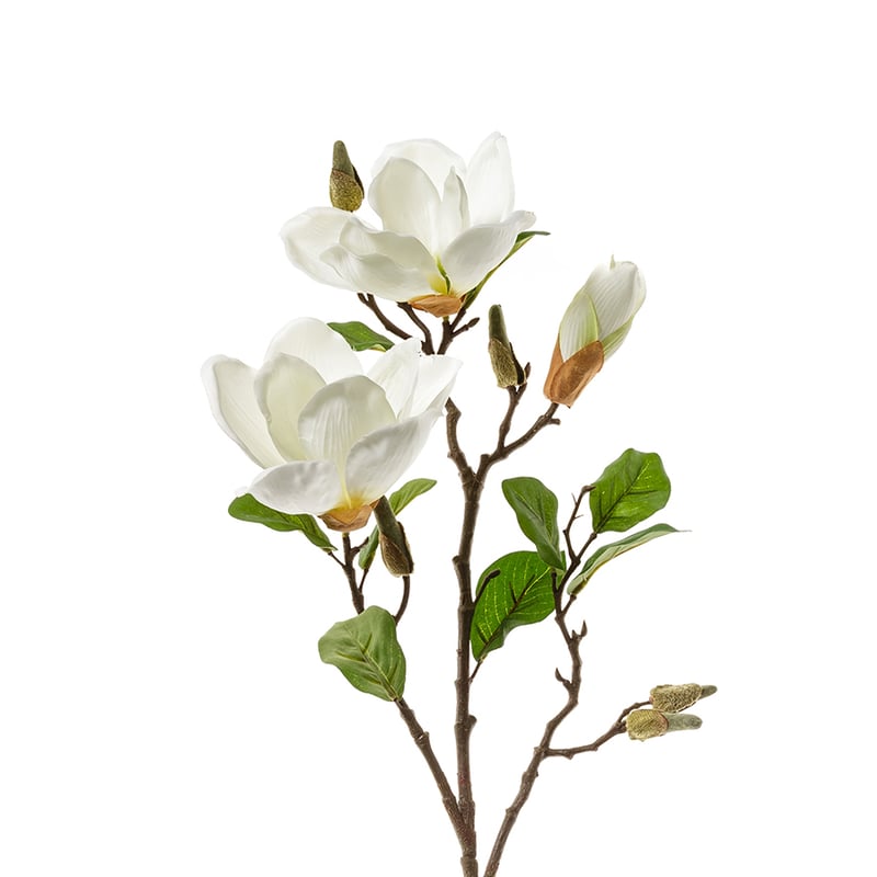 Spring Stem Magnolia White