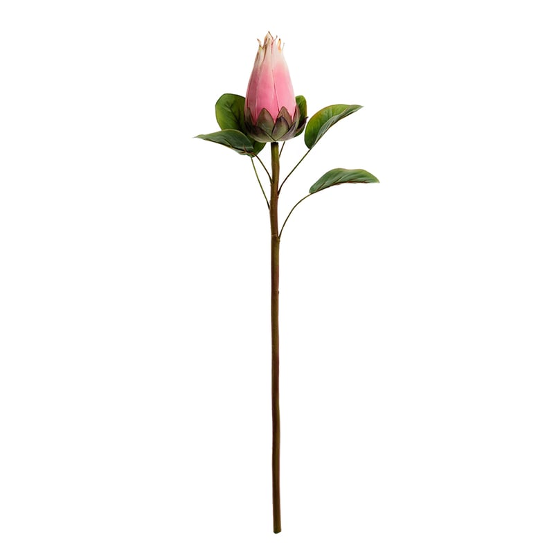 Spring Stems Protea Bud Pink 