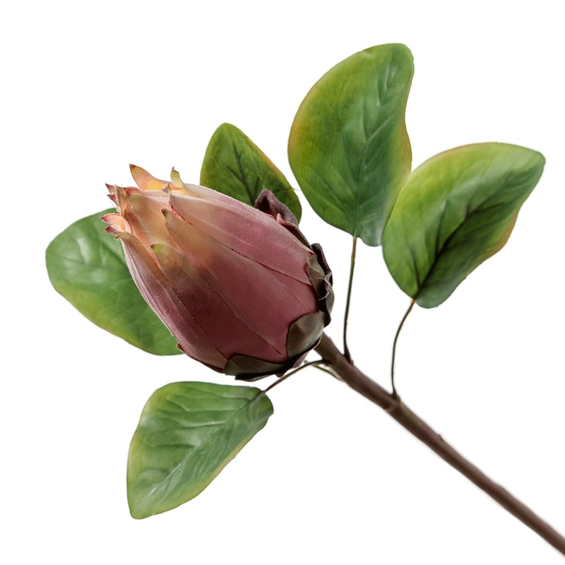Spring Stems Protea Bud Pink 