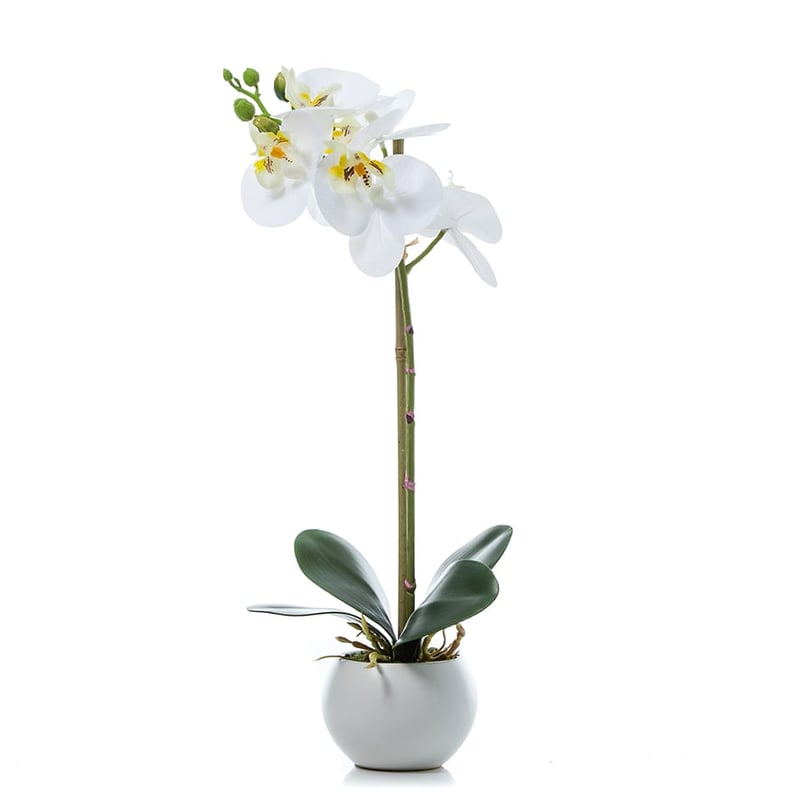 Phalaenopsis Orchid Ceramic White