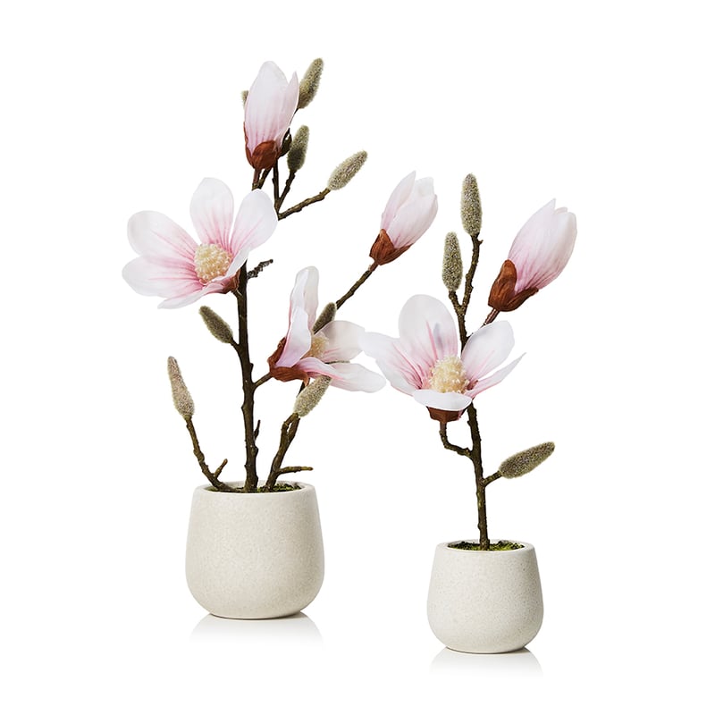 Potted Magnolia Pink 