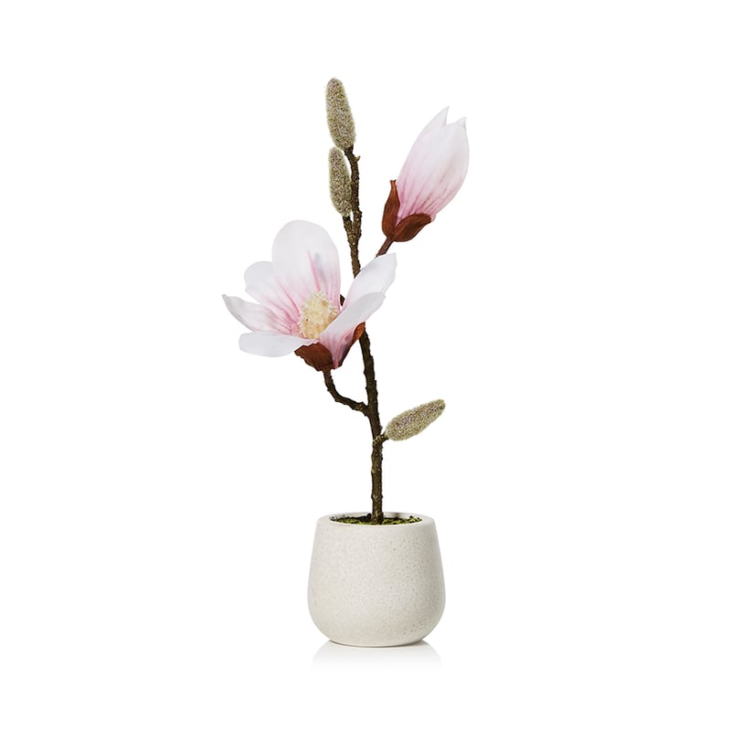 Potted Magnolia Pink 