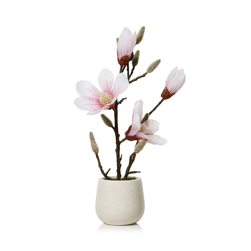 Potted Magnolia Pink 