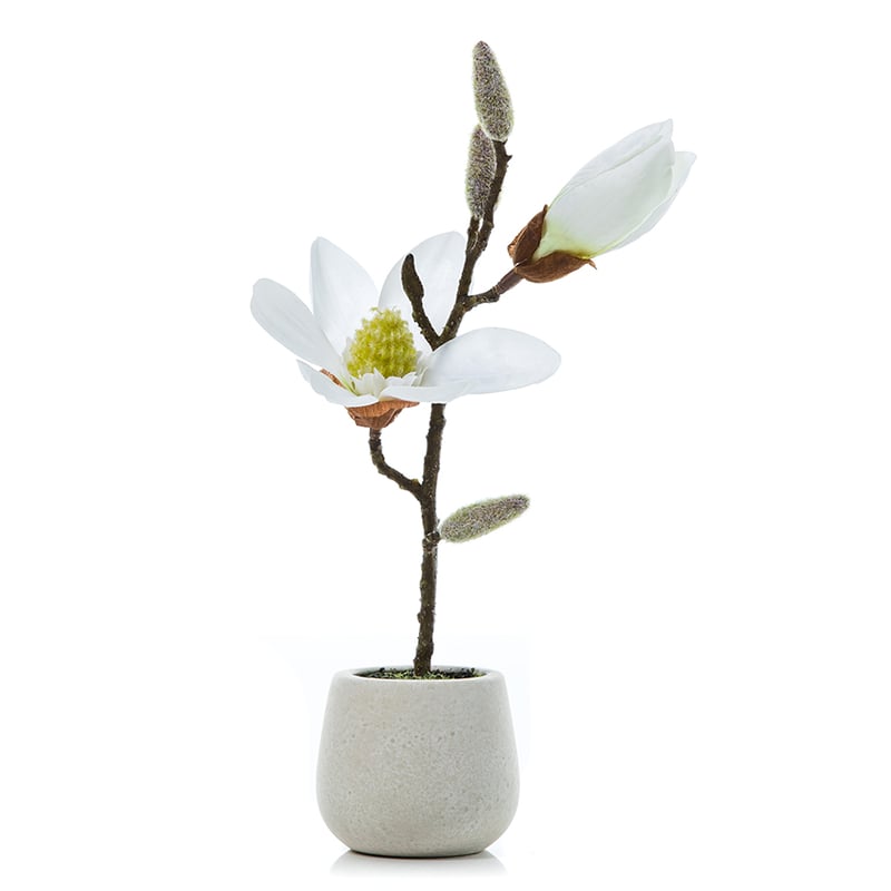 Potted Magnolia White 
