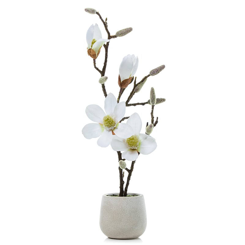 Potted Magnolia White 