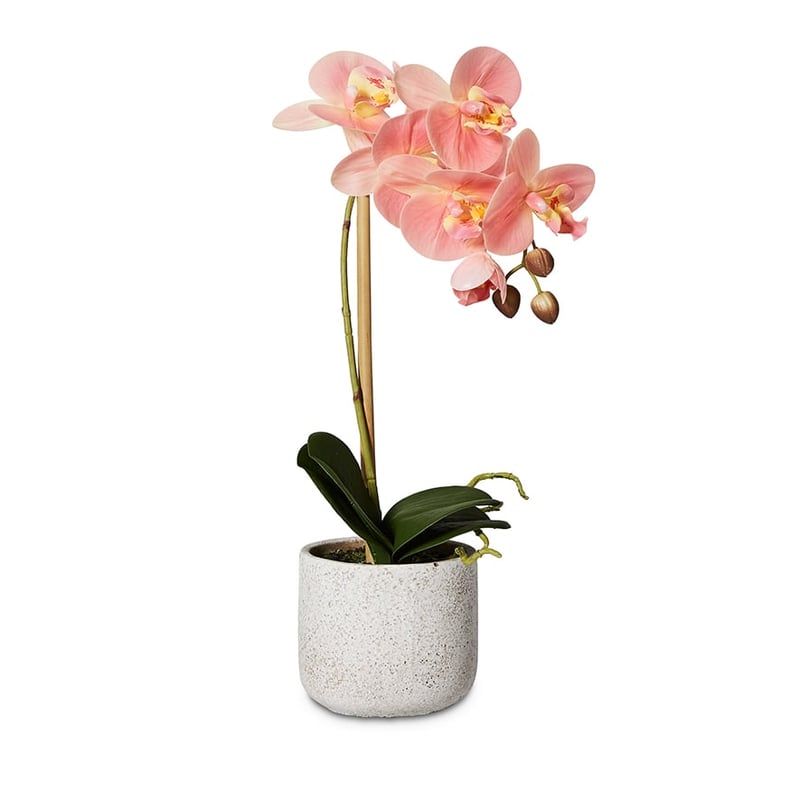 Peach Orchids