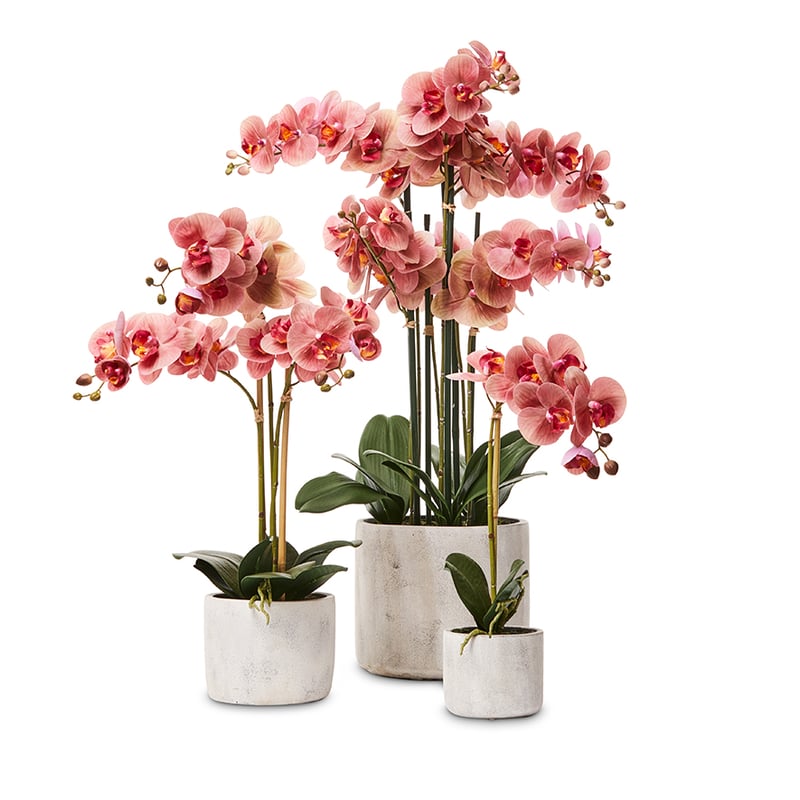 Ruby Orchid Collection