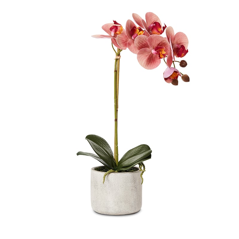 Ruby Orchid Collection