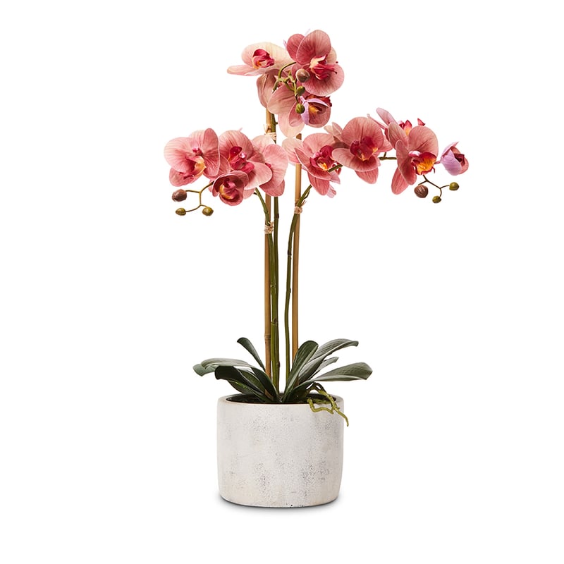 Ruby Orchid Collection