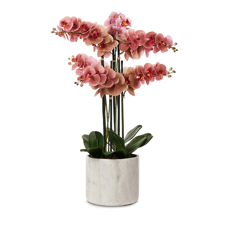 Ruby Orchid Collection