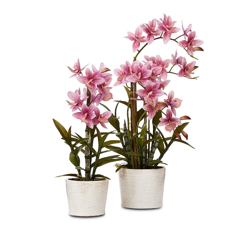 Cycnoches Mauve Orchids