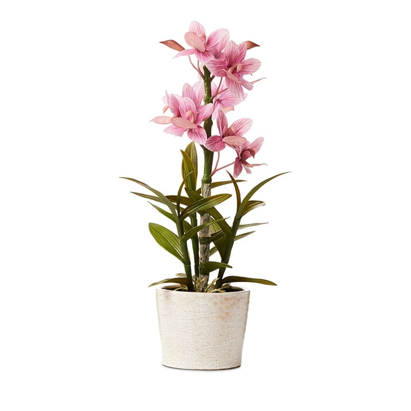 Cycnoches Mauve Orchids