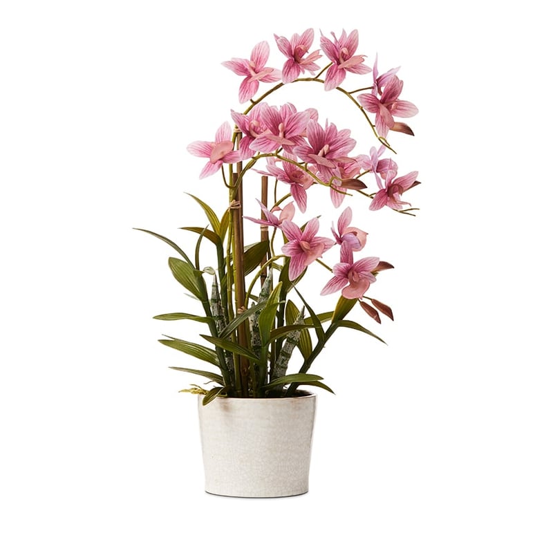 Cycnoches Mauve Orchids