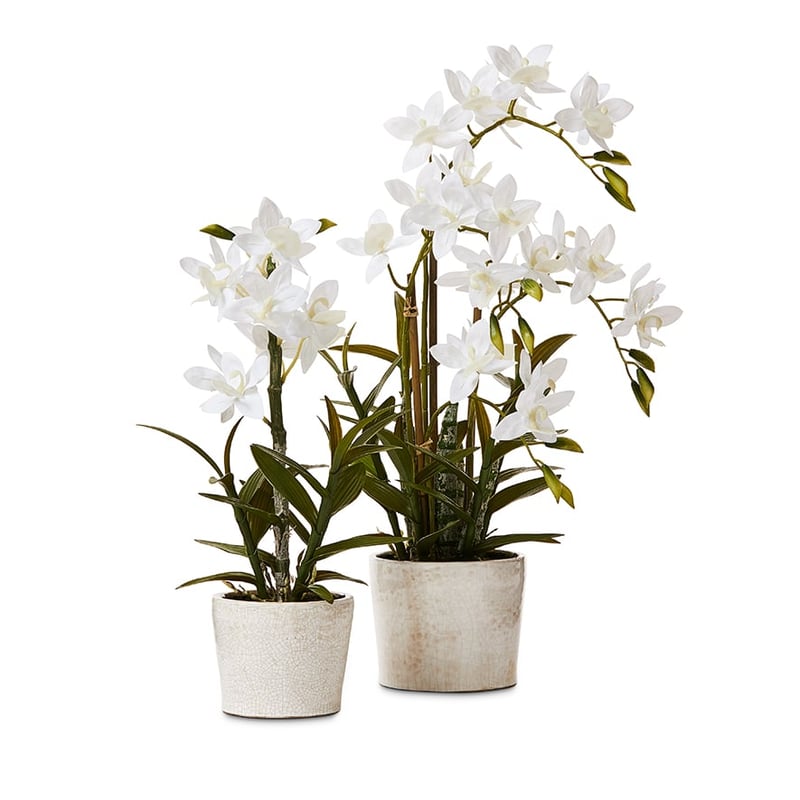 Cycnoches White Orchids