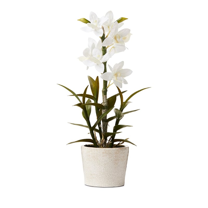 Cycnoches White Orchids