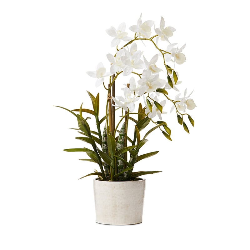 Cycnoches White Orchids