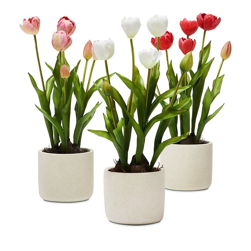 White Tulip Collection 