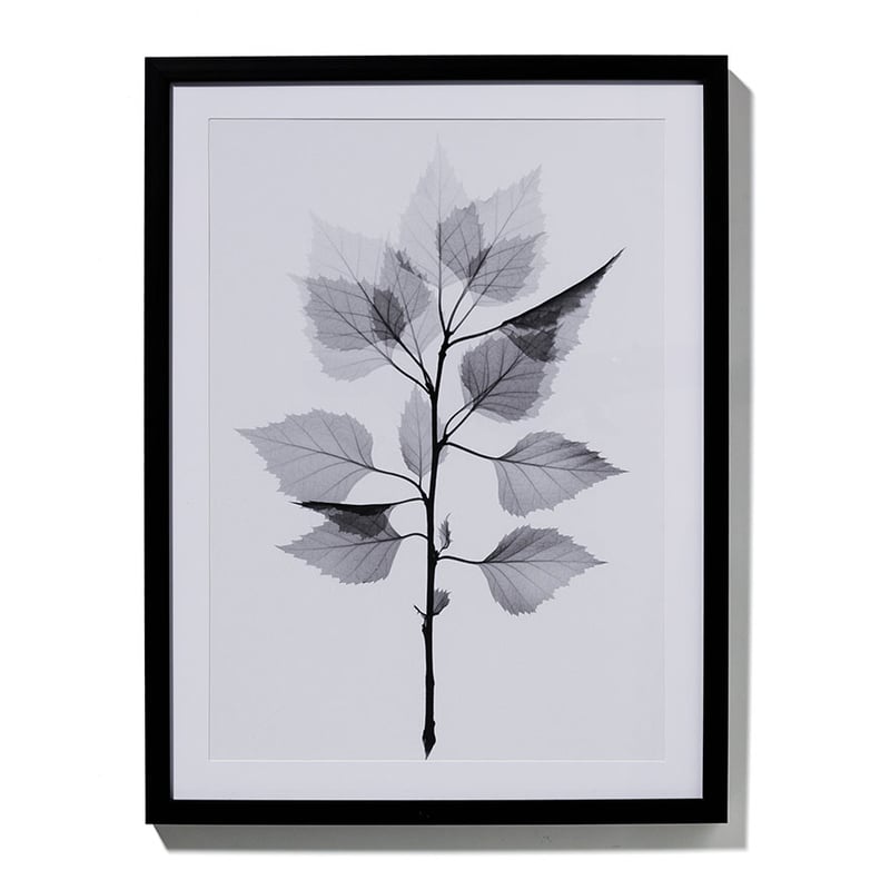 Transparent Foilage Print Birch