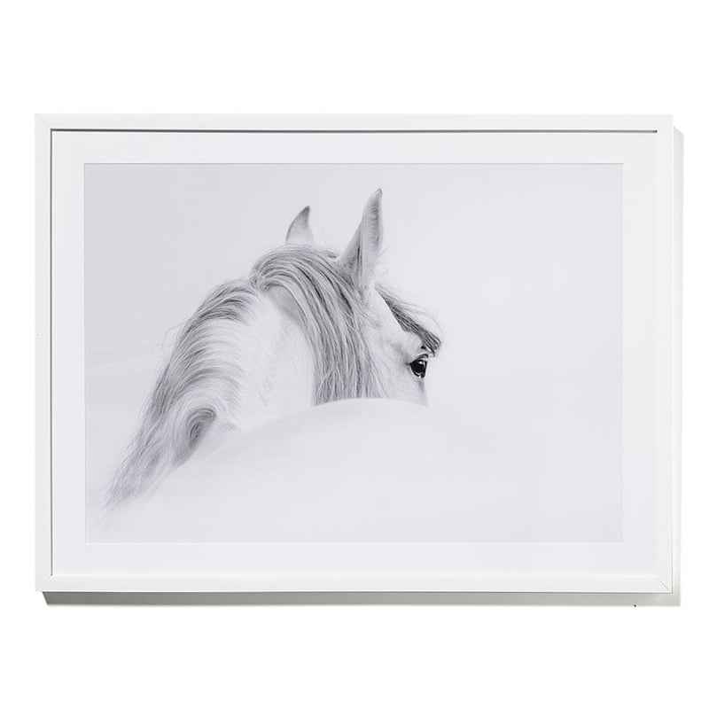 Horse Photographic Print Whimsical
