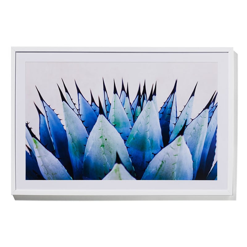 Agave Multi Mediterranean Photographic Print 