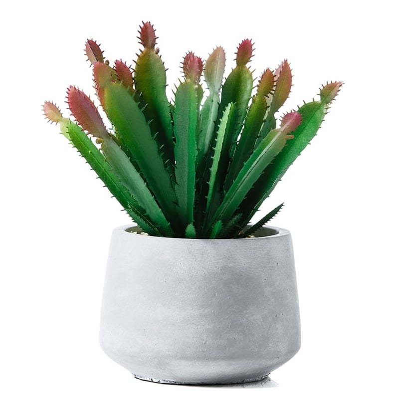 Red Tip Cactus in Concrete Pot