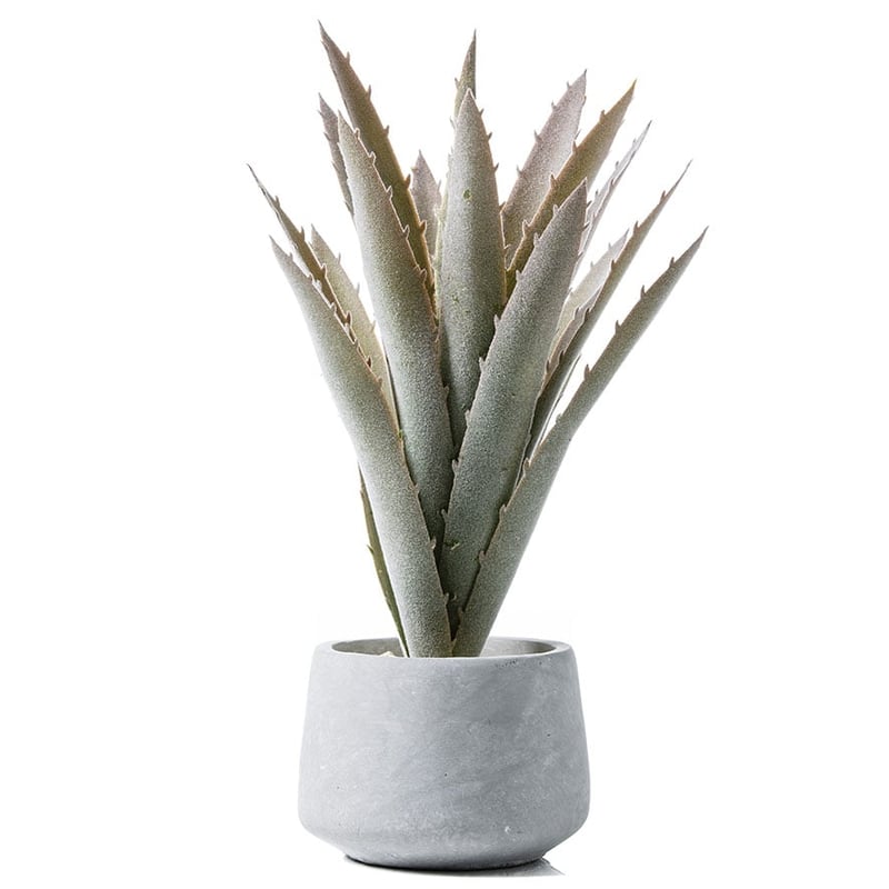 Arizona Collection Succulent