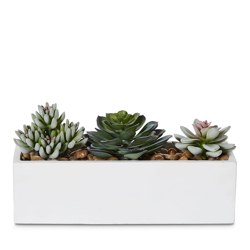 Kochi Succulent Garden Small White 