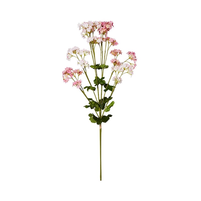 Spring Alchemilla Mollis Pink Stem