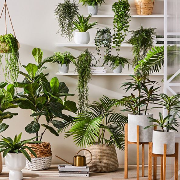 Multiple pot plants styled at various heights from on shelves to plant stands, baskets and pots to create an oasis. 