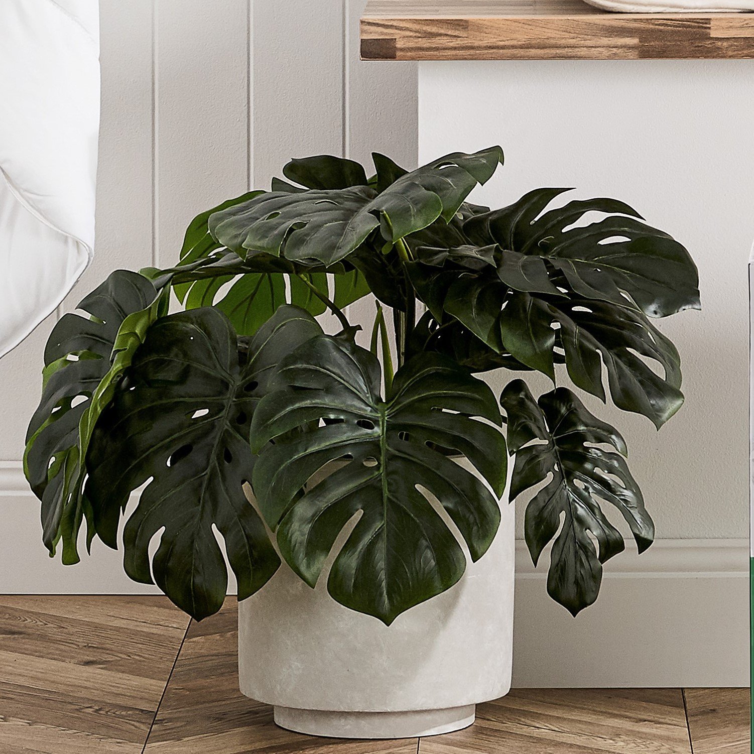 Monstera 2 Bunch Potted Plant 60cm Adairs