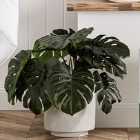 Monstera 2 Bunch Potted Plant 60cm