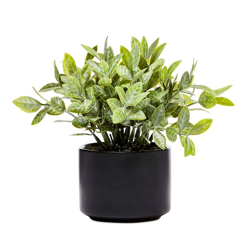 Amour Green Potted Plants