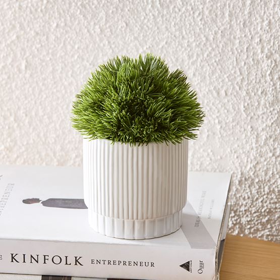 Buxus Green & White Potted Plant
