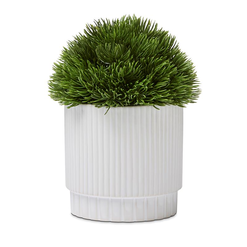 Buxus Green & White Potted Plant