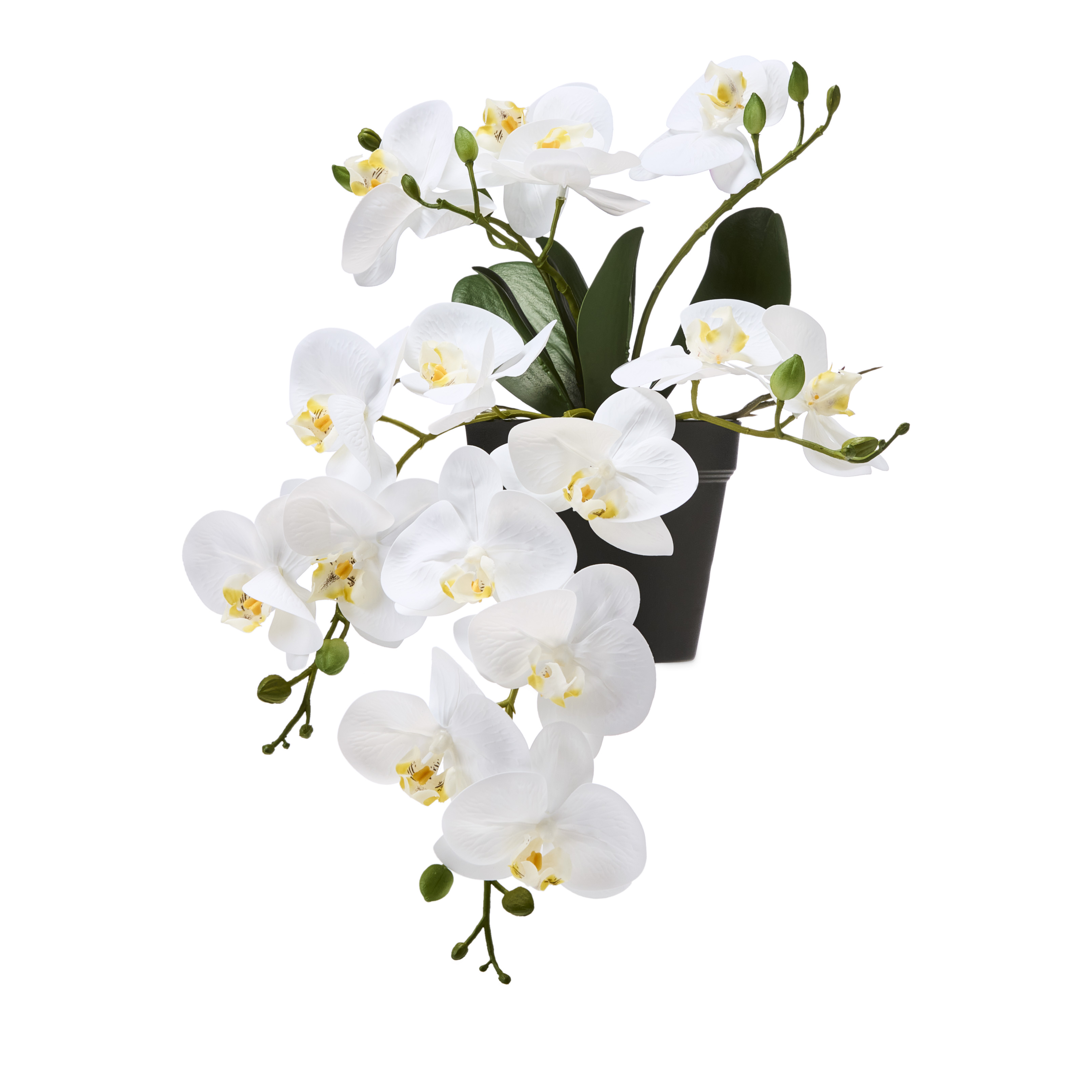 Potted White Hanging Orchid 6 Stem Adairs