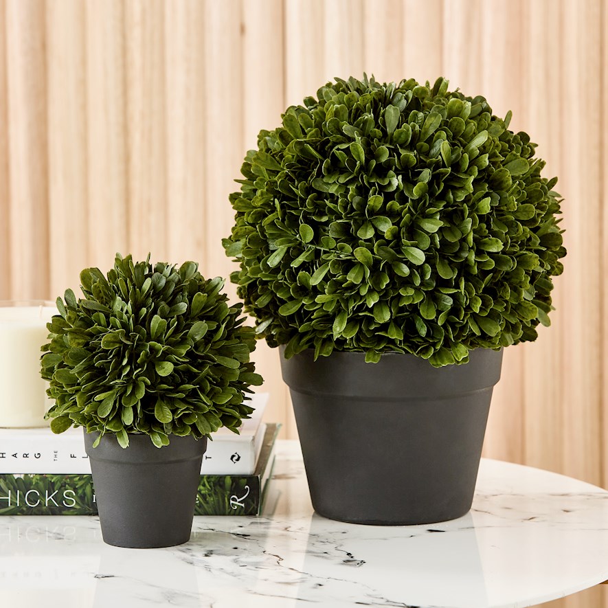 Potted Green Buxus Plant Adairs