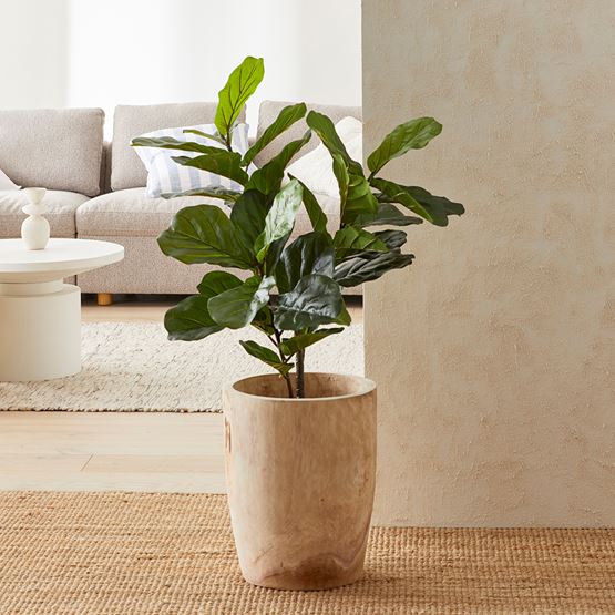 Fiddle Fig Potted Plant 190cm