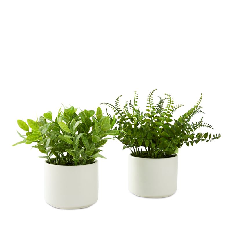 Amour Gardenia Green & White Potted Plant
