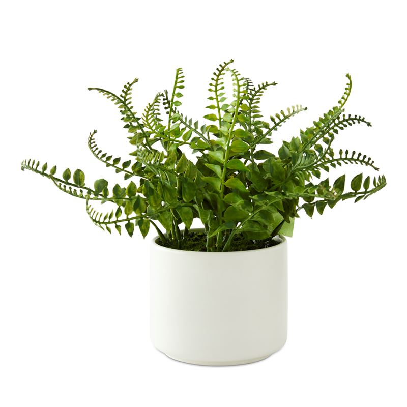 Amour Fern Green & White Potted Plant