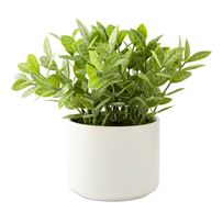 Amour Gardenia Green & White Potted Plant