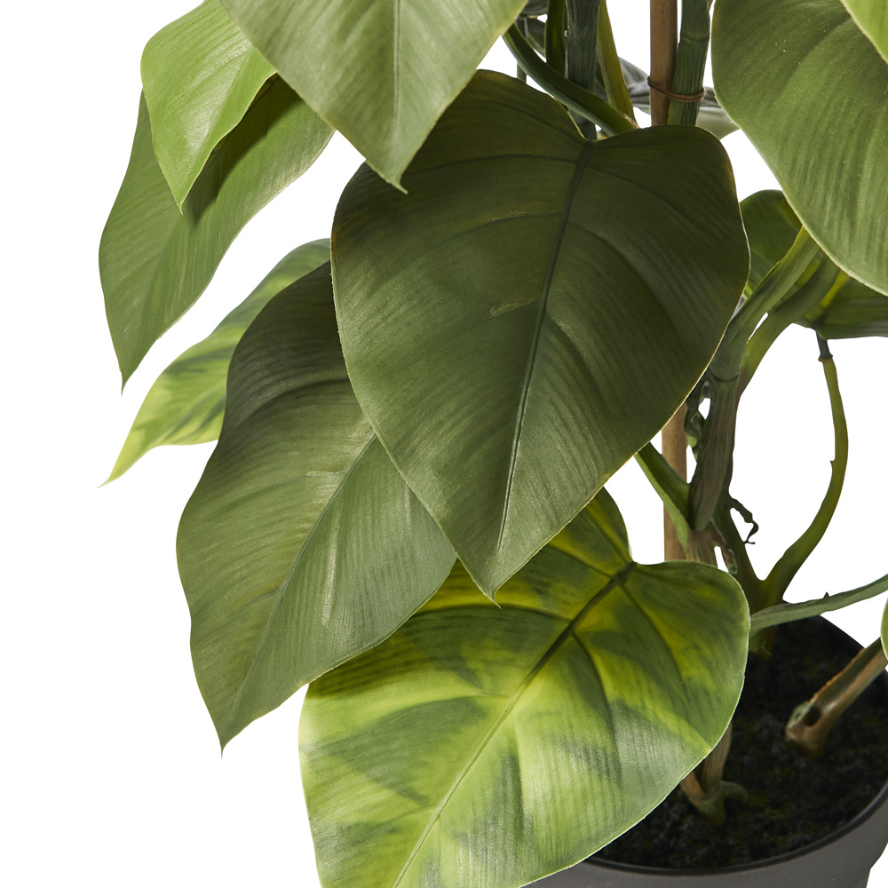 Staked Philodendron 71cm | Adairs