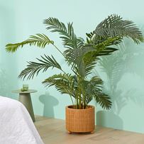 Areca Palm Potted Plant 190cm