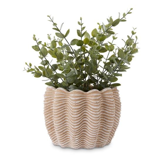 Potted Coin Green Plant