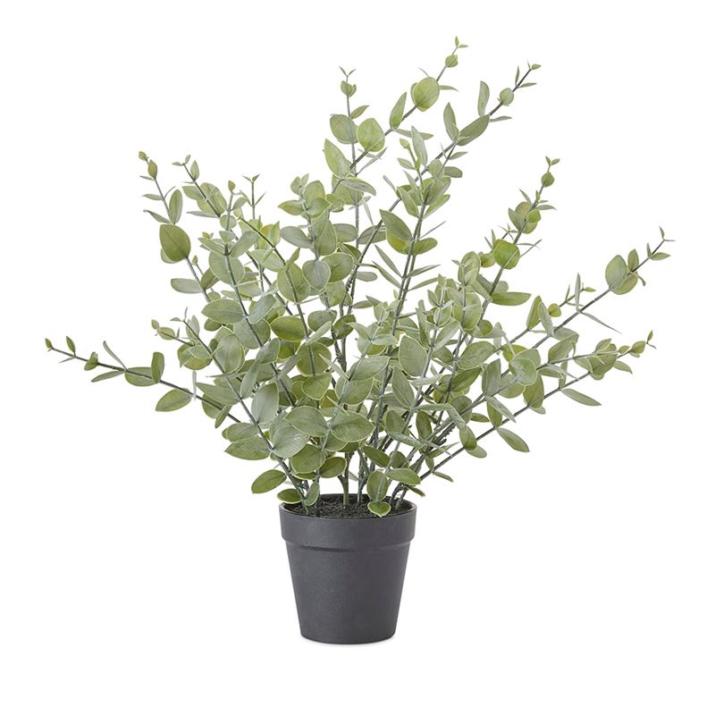 Potted Coin Green Plant