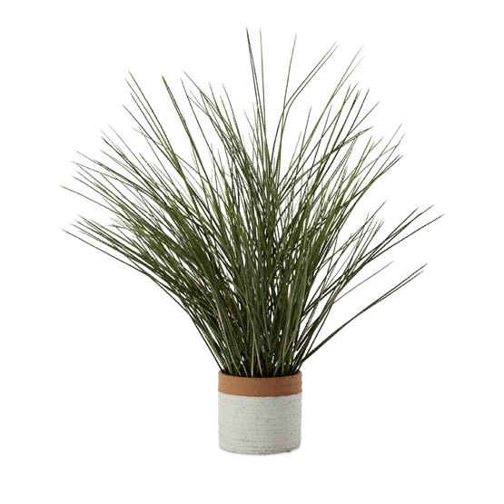 Potted Green Ornamental Grass